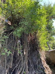 Ficus dendrocida
