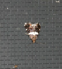Epopsima fasciolata