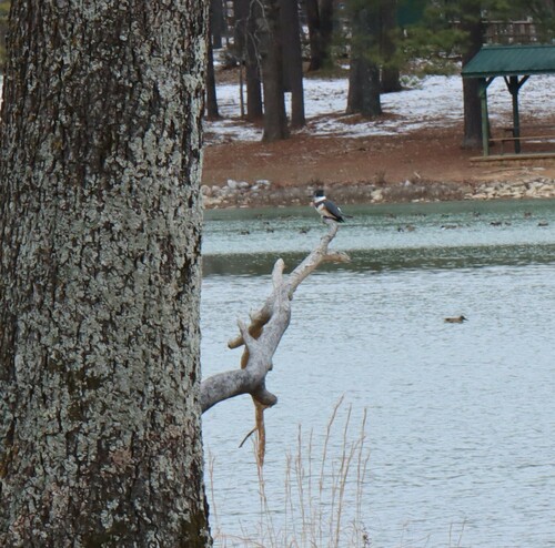 Belted Kingfisher photographed in Arkansas