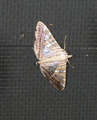 Glyphodes multilinealis