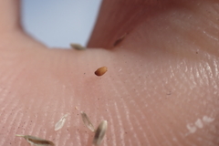 Eragrostis lehmanniana