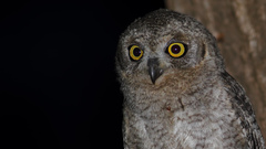 Otus brucei