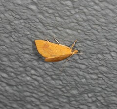 Hyalobathra brevialis