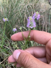 Polygala curtissii