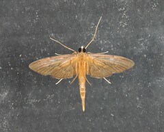 Hymenoptychis sordida