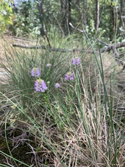 Polygala curtissii
