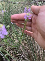 Polygala curtissii