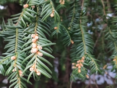 Taxus baccata