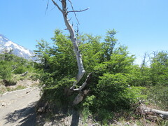 Nothofagus antarctica