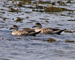Lophonetta specularioides