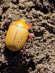 Anoplognathus olivieri
