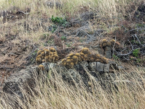 Mammillaria nivosa