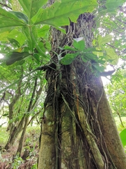 Anthurium clavigerum