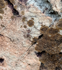 Salticidae