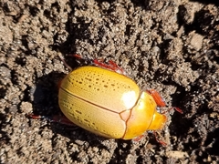 Anoplognathus olivieri