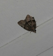 Lophothripa vitea