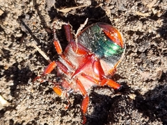 Anoplognathus olivieri