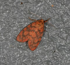 Miltochrista quadrilineata