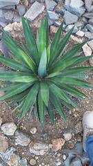 Agave funkiana