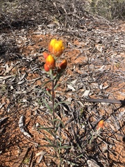 Waitzia acuminata acuminata