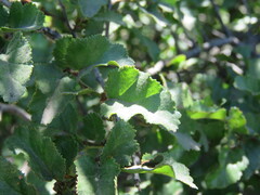 Nothofagus antarctica