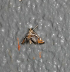 Margarosticha repetitalis