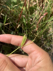 Calopogon tuberosus