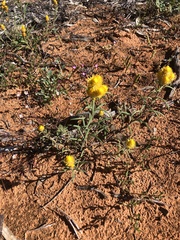 Waitzia acuminata acuminata