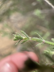 Galium nuttallii