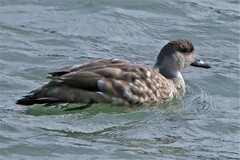 Lophonetta specularioides