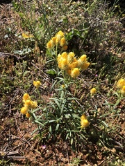 Waitzia acuminata acuminata