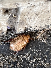 Anoplognathus concolor