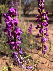 Swainsona microphylla