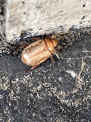 Anoplognathus concolor