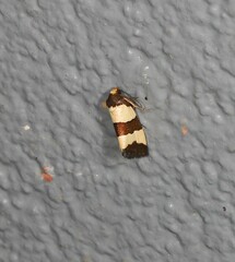 Micrapatetis orthozona