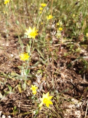 Blackstonia perfoliata