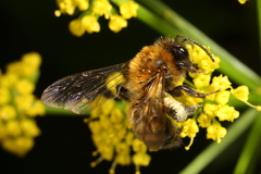 Andrena milwaukeensis
