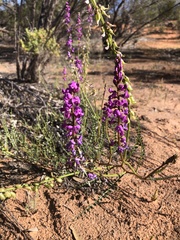 Swainsona microphylla