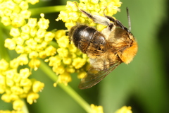 Andrena milwaukeensis
