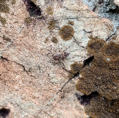 Salticidae