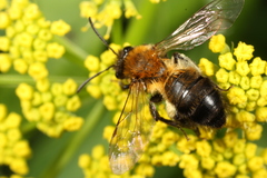 Andrena milwaukeensis