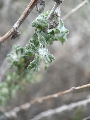 Eriophyllum confertiflorum