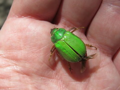 Brachysternus prasinus
