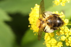 Andrena milwaukeensis