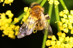 Andrena milwaukeensis