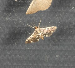 Nacoleia glageropa