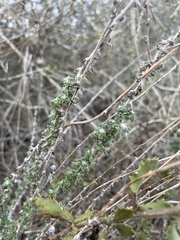 Eriophyllum confertiflorum
