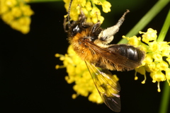 Andrena milwaukeensis