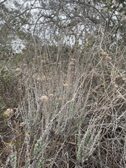 Eriophyllum confertiflorum