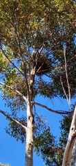 Eucalyptus cladocalyx